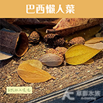 天然巴西懶人葉（單包）