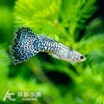 藍龍孔雀（對魚）