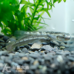 西瓜天使蝦虎