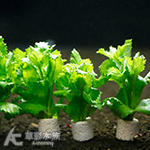 水羅蘭陶瓷環（水上葉）