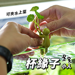 杯緣子 小人