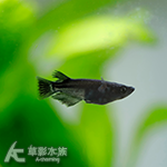 飛夢大蛇 美達卡