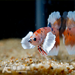 糖果 大象天使PK將軍鬥魚