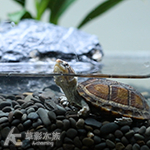 紅面蛋龜 004