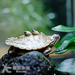 黑瘤地圖龜 001