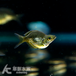 圓身青蘋果美人