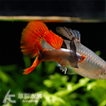 巨耳白金紅尾丹頂（對魚）