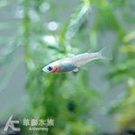 令和白歐藍 美達卡