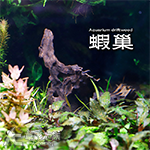 蝦巢木（L）