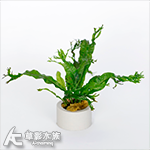 鹿角鐵皇冠定植環