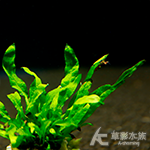 迷你鐵皇冠定植環