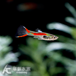 酷馬耐精靈孔雀（公魚）
