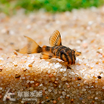 L306 圖騰紅老虎異型（3cm）