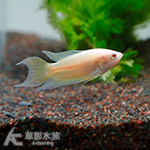 胭脂紅叉尾鬥魚