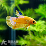 黃星尾 PK將軍鬥魚（公魚）