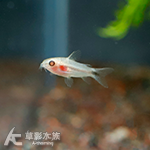 白子精靈鼠