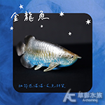 金龍魚模型