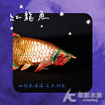 紅龍魚模型