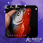 食人魚模型