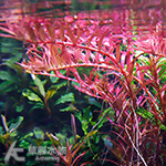 雲端