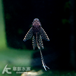 雪花大帆天使（4cm）
