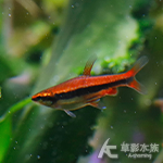 紅肚鉛筆