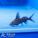 白金頑皮豹