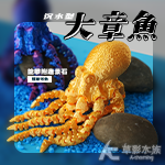 沉水型 大章魚（黃金）