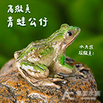 高擬真青蛙公仔