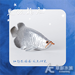 黑銀龍魚模型
