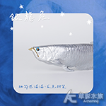 銀龍魚模型