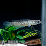 喜馬拉雅藍寶石雷龍