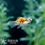 大麥町黃球