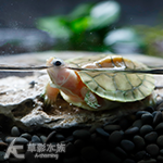 焦糖巴西龜 001