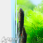 雙紅鰭吸鰍