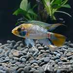 紅尾鷹嘴短鯛（對魚）