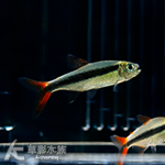 赤焰綠翡翠燈