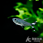 直線剪刀燈