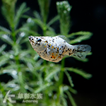 大麥町球