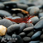 星點木紋蝦