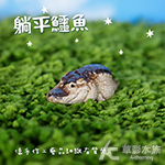 躺平鱷魚  