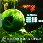 躲避洞穴 苔球 中（8cm）