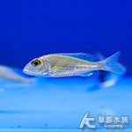 彩虹天使