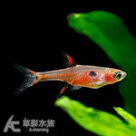 粉紅小丑燈