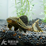 綠皮皇冠豹異型（9.5cm）