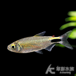 彩虹綠剛果