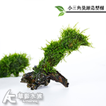 小三角莫絲 石景沉木