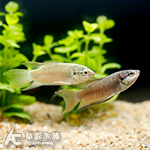 閩南黑叉尾鬥魚