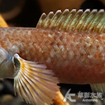 克倫尼橙斑雷龍