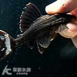 L027d 重金屬黃金雷神皇冠豹異型（7.5cm）005